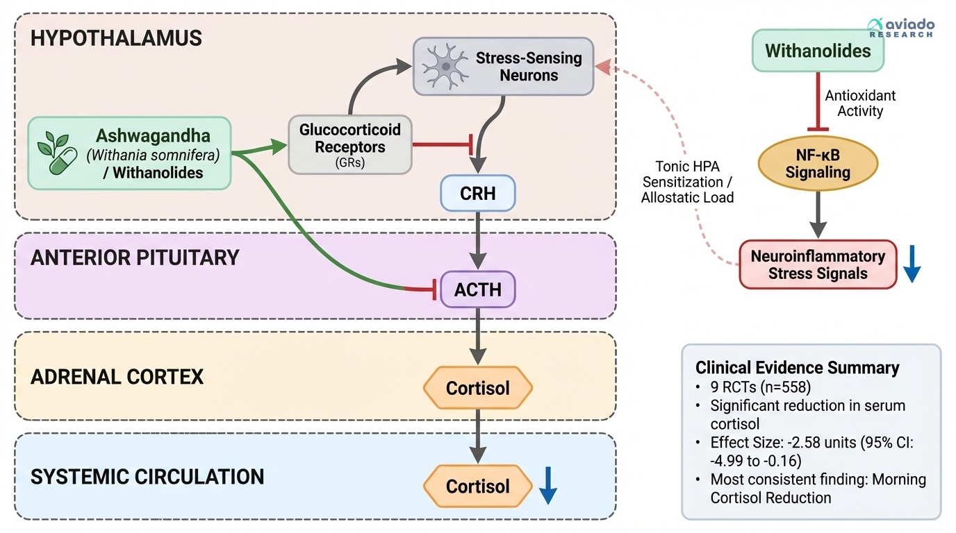 Ashwagandha's Cortisol Effect Ranges from 0% to 67%: What Determines If You're a Responder