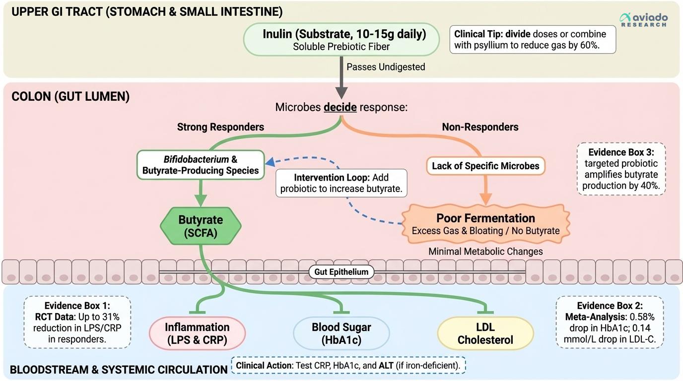 Inulin's Gut-to-Blood Pipeline: Why Your Microbiome Decides Whether It Works