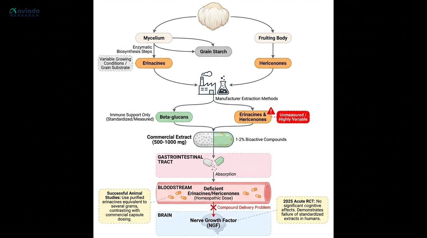 Lion's Mane Has a Dirty Secret: The Compounds That Make It Work Barely Survive Your Gut