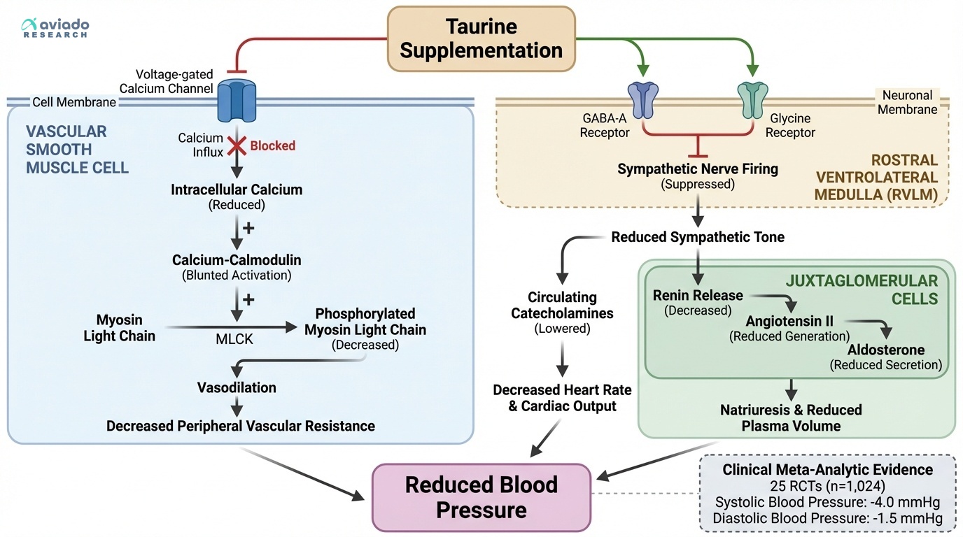 Taurine's Blood Pressure Effect Is Real — But Only Half the Story Your Bloodwork Will Tell