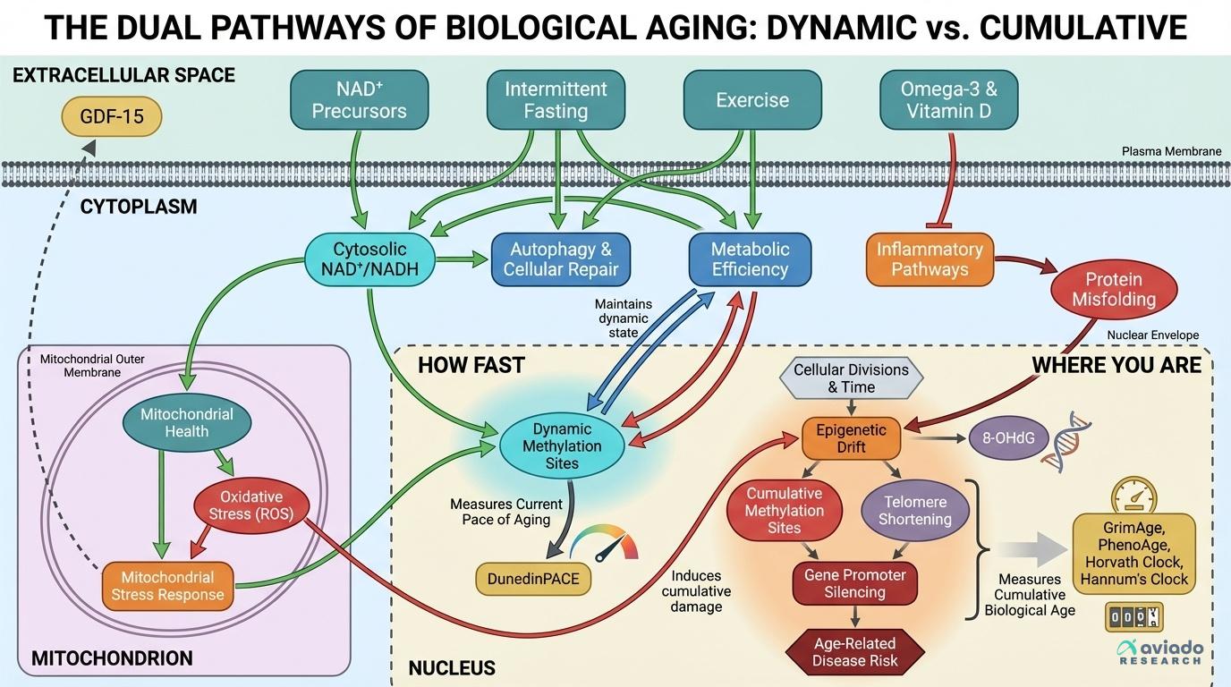 The Clock vs. The Speedometer: Why Biological Age Measurement Has Two Fundamentally Different Jobs