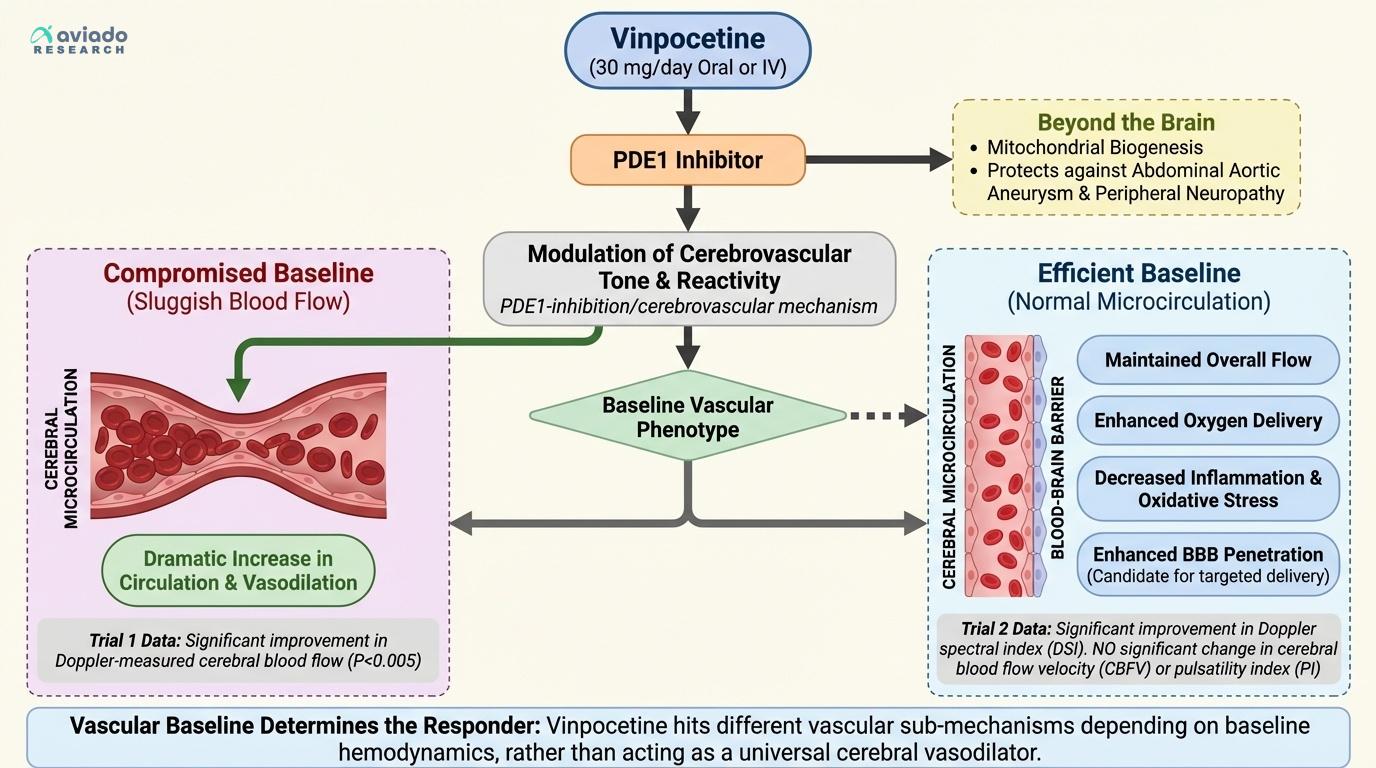 Why Vinpocetine Works for Some Brains and Not Others: The Blood Flow Variable Nobody Talks About